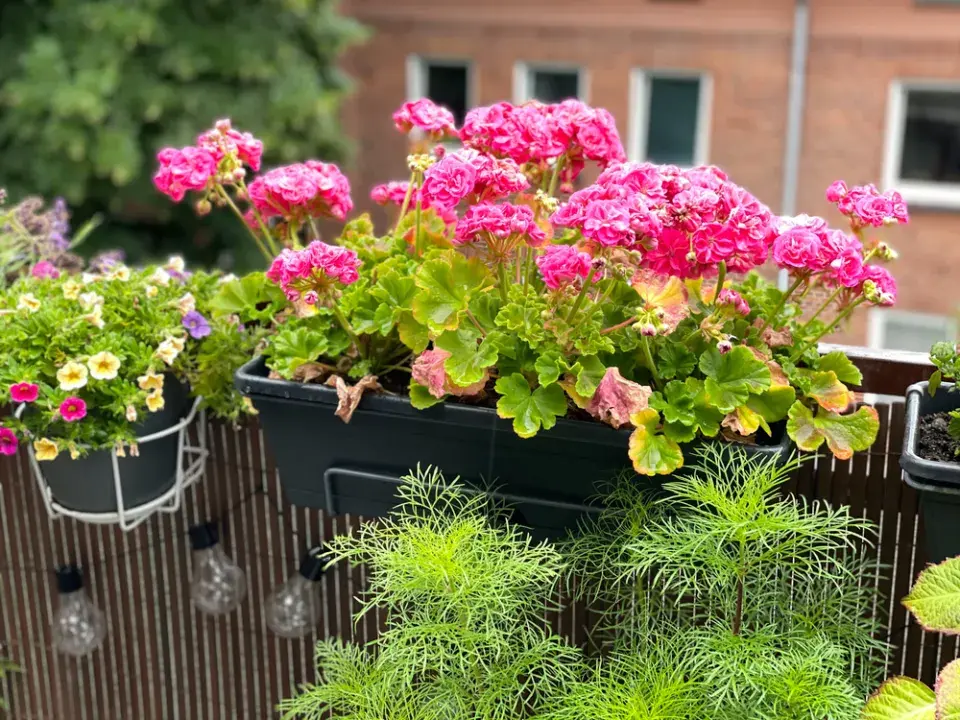 Pelargonie na balkóně a krása jejich květů