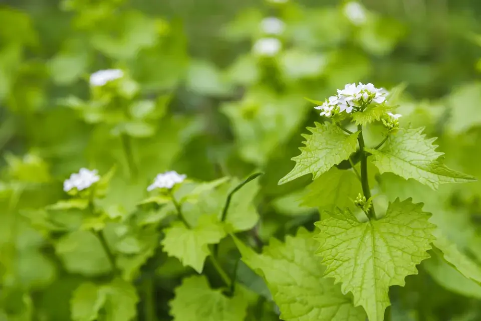 Česnáček lékařský (Alliaria petiolata) 