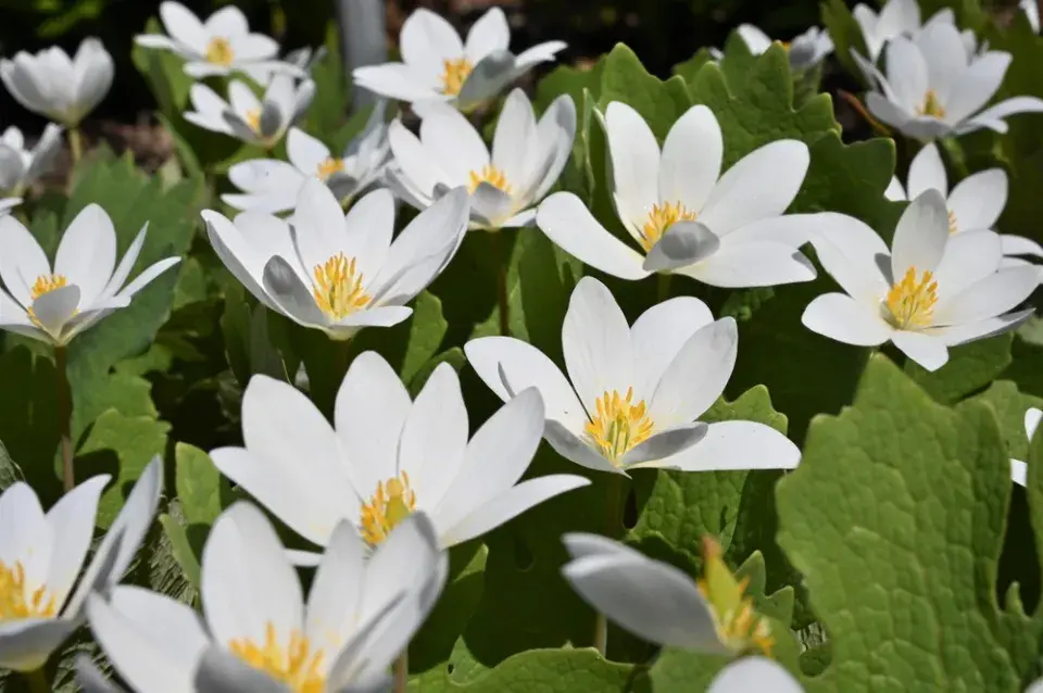Krevnice, krvavěnka kanadská (Sanguinaria canadensis) 