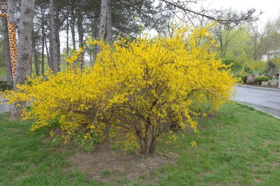 Hnojivo na keře