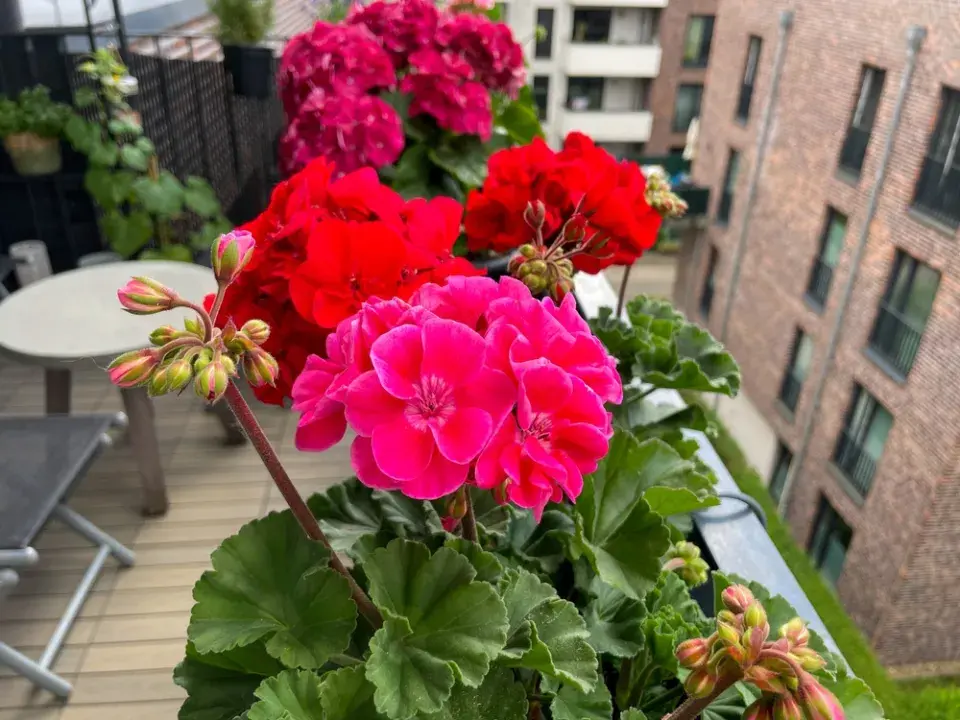 Pelargonie na balkóně a krása jejich květů