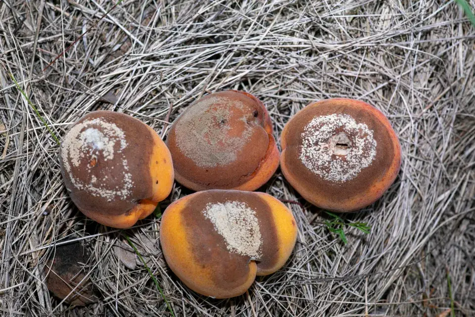 Houbová choroba