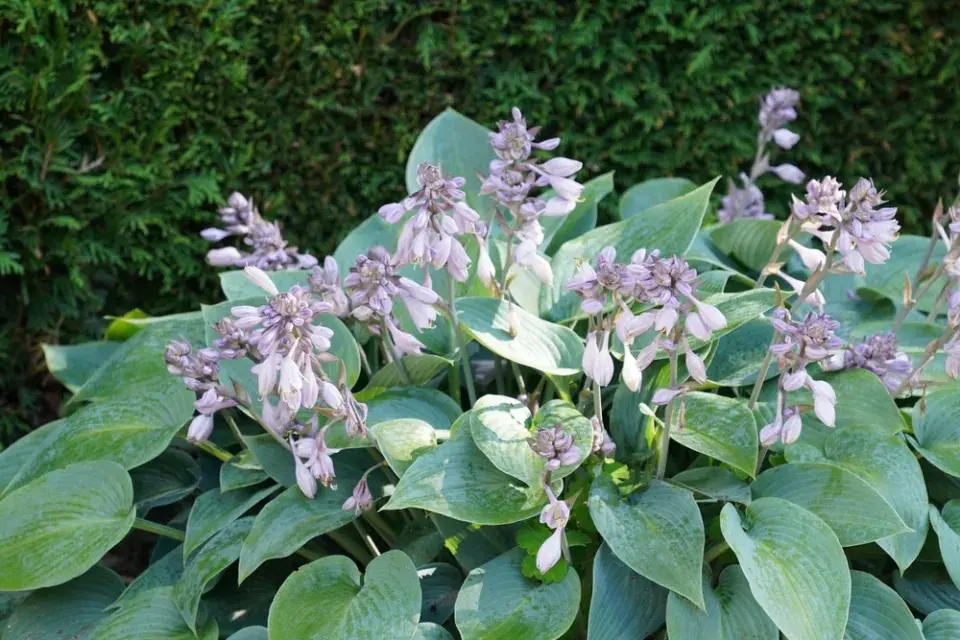 Hosta je okrasná listem i květem