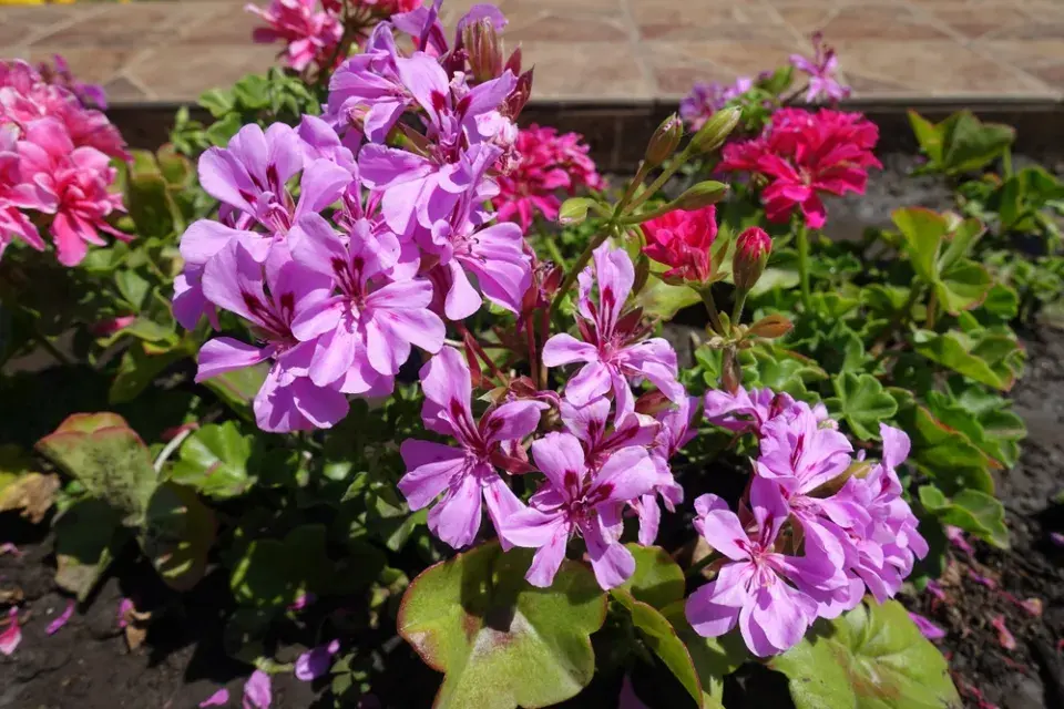 Pelargonie na balkóně a krása jejich květů