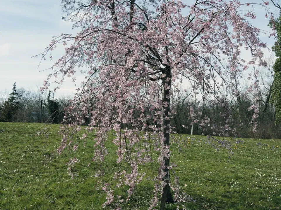 Sakura ´Kiku-Shidare-Zakura´