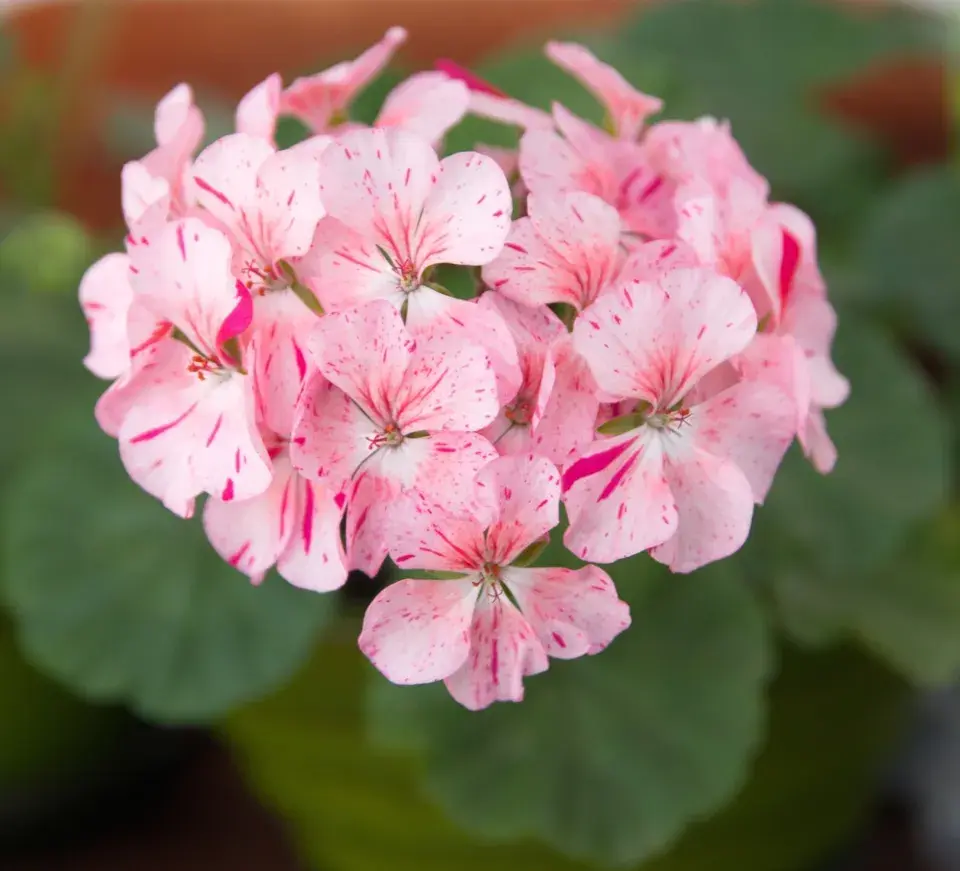 Pelargonie na balkóně a krása jejich květů