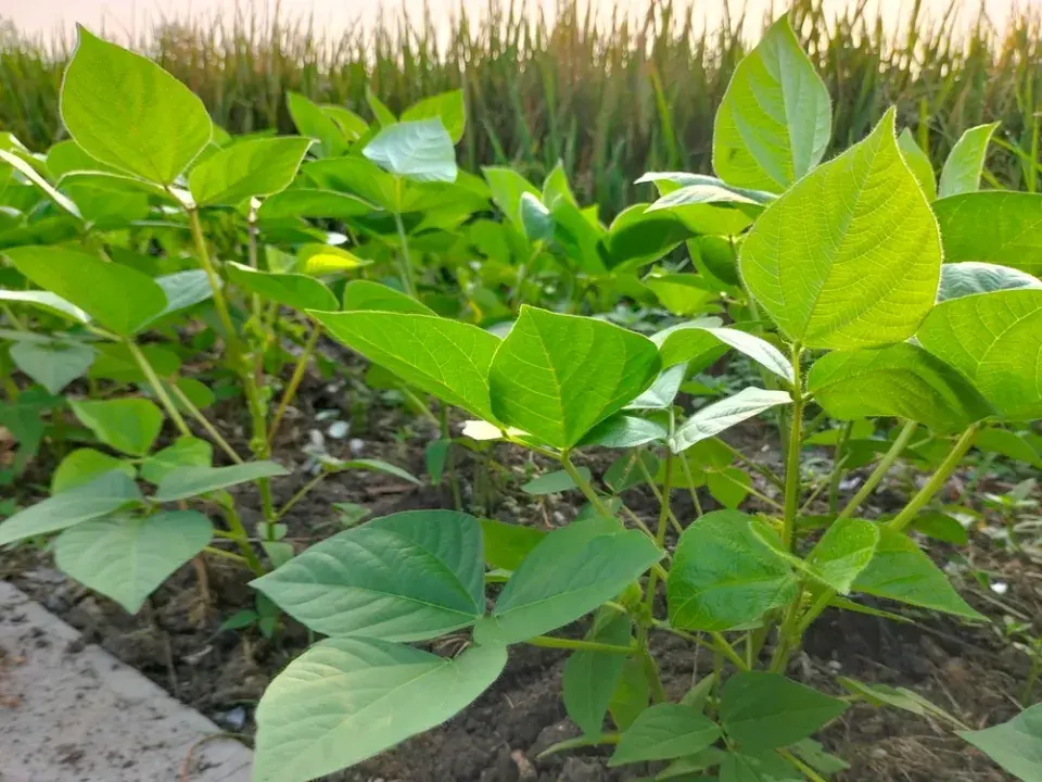 Ledoví muži: Rostliny, které mráz poškodí nejrychleji
