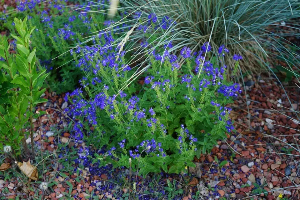 Rozrazil rakouský (Veronica austriaca)
