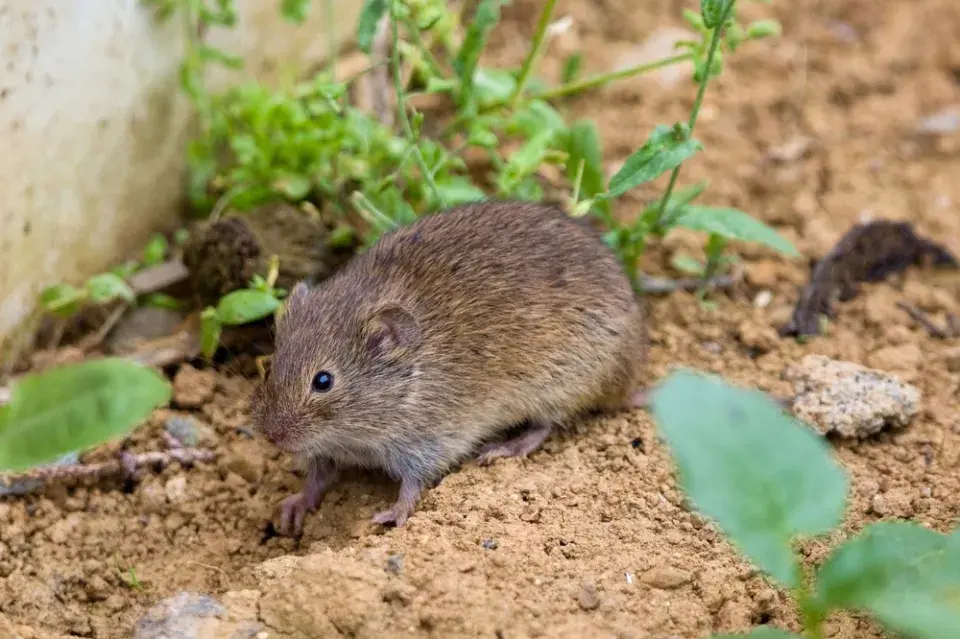 Přehled škůdců, které můžete objevit na zahradách