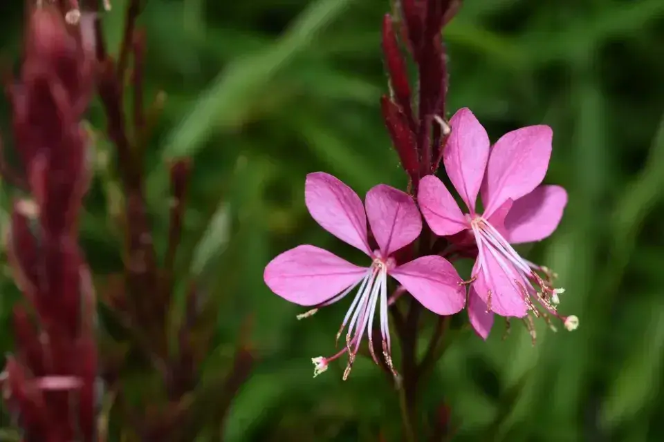 Okrasná rostlina