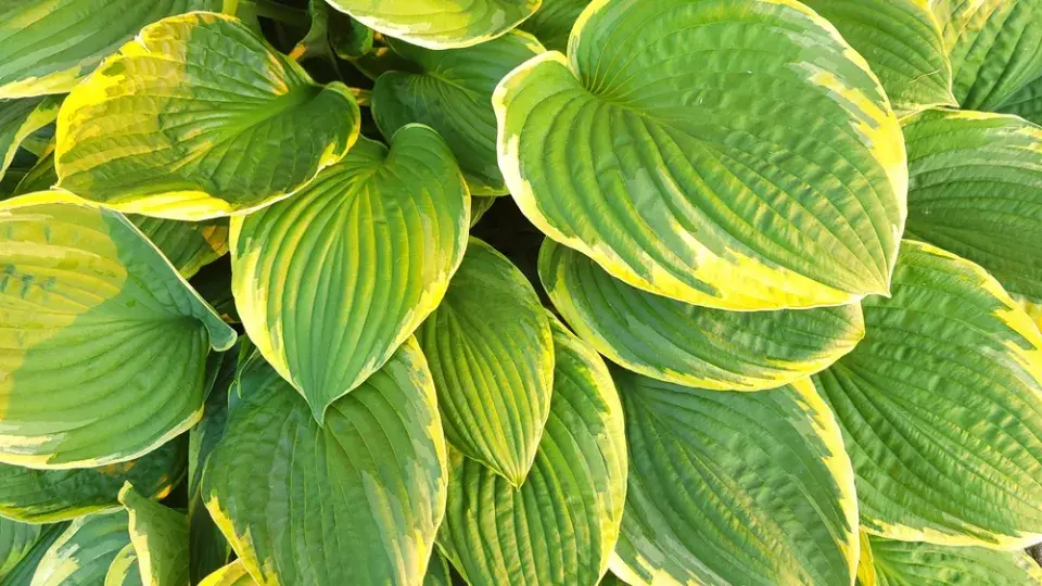 Trvalkou do stínu je hosta
