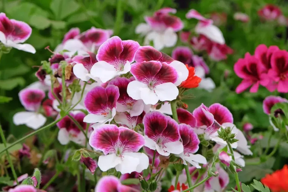 Pelargonie na balkóně a krása jejich květů