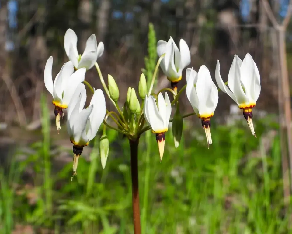 boží květ (Dodecatheon)