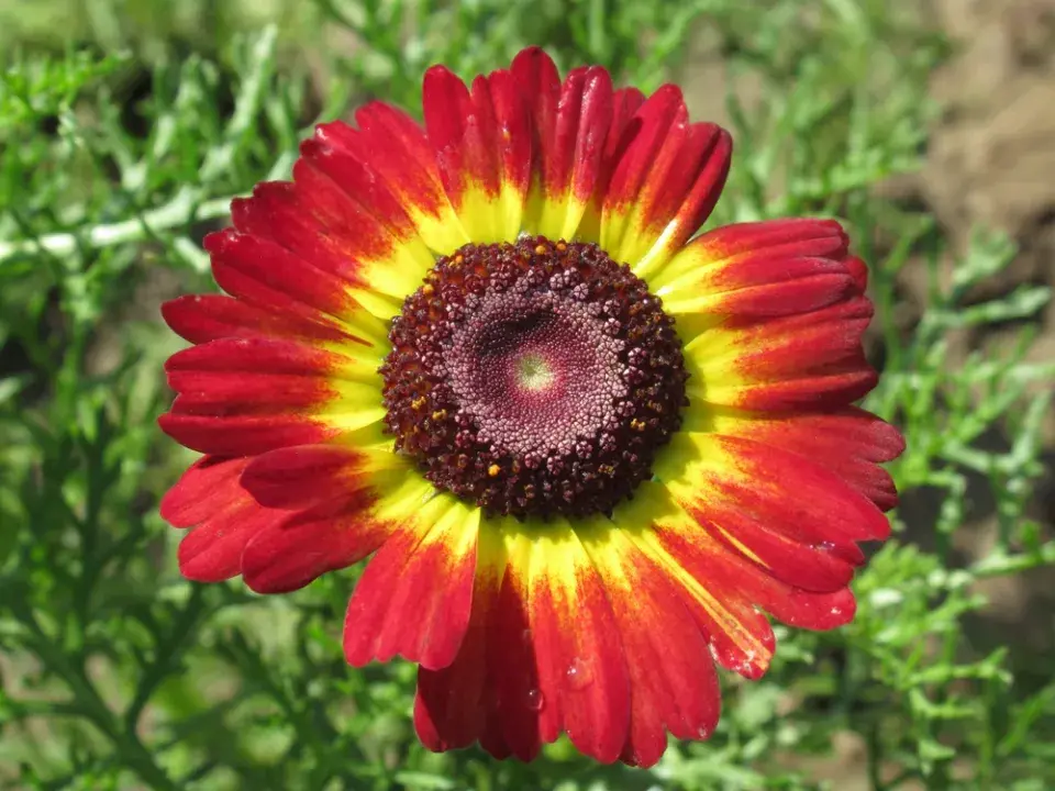 Kopretina kýlnatá (Chrysanthemum carinatum)