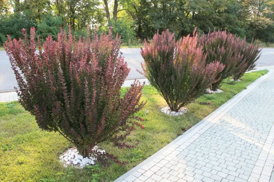 Dřišťál neboli Berberis