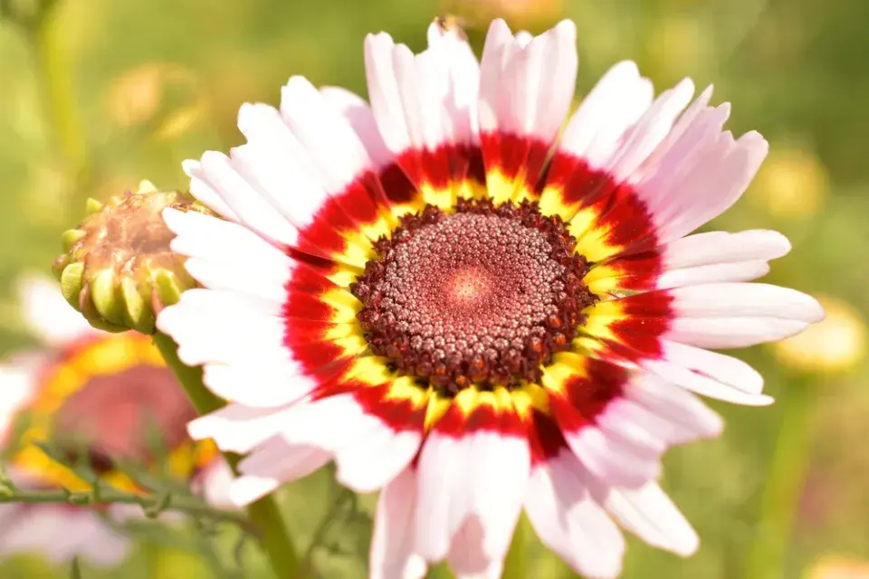 Kopretina kýlnatá (Chrysanthemum carinatum)