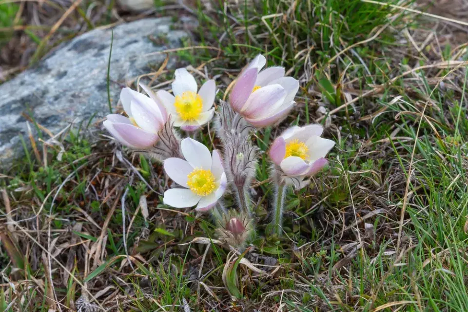 Koniklec jarní (Pulsatilla vernalis)