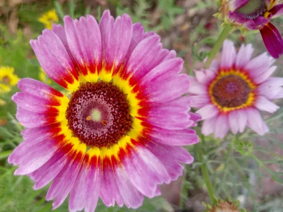 Kopretina kýlnatá (Chrysanthemum carinatum)