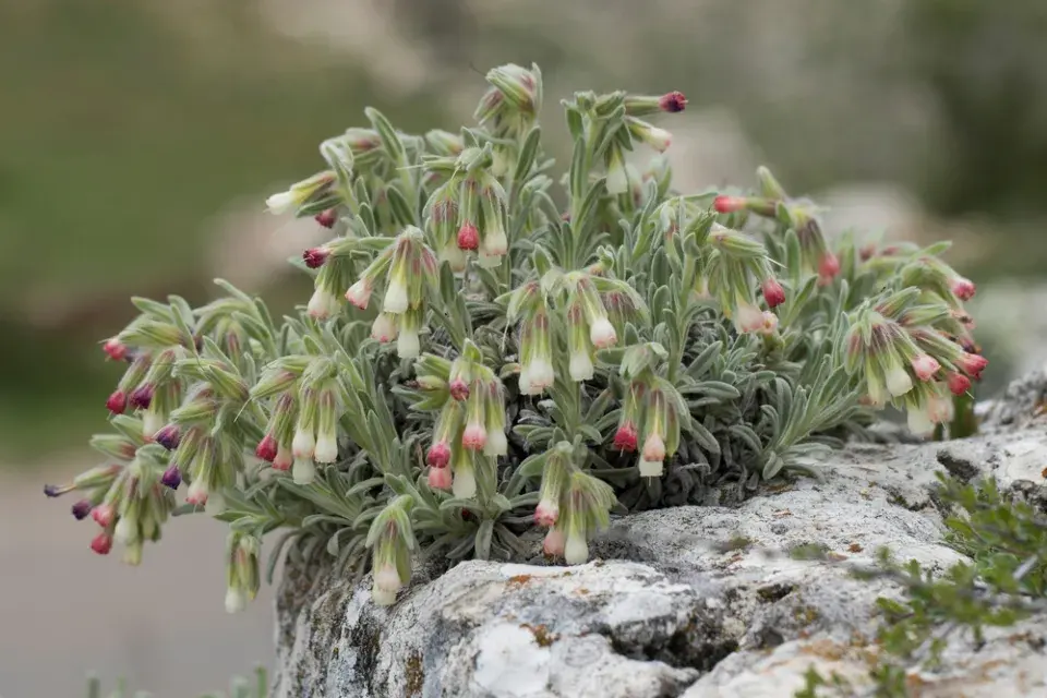 Ruměnice (Onosma alborosea) 