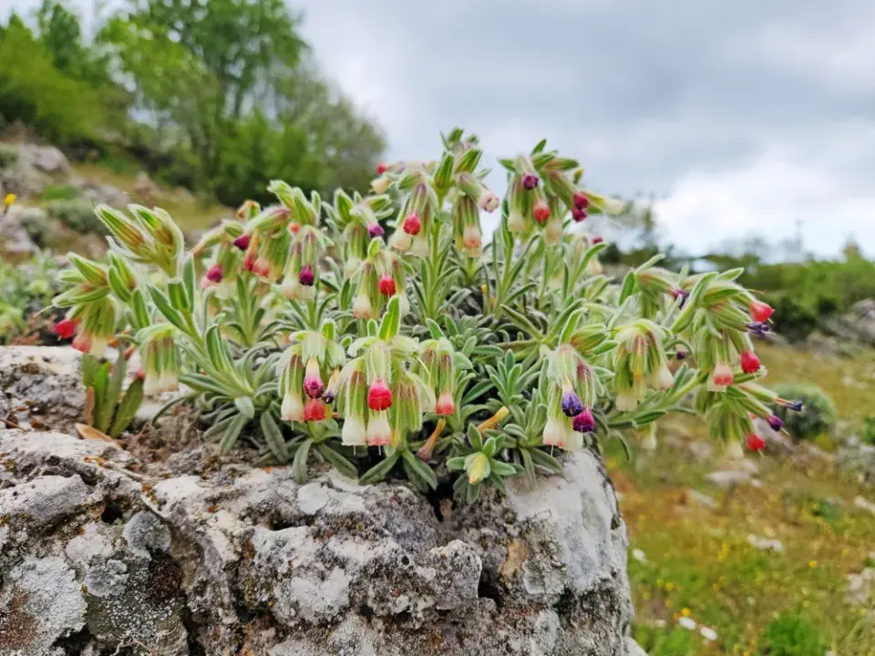 Ruměnice (Onosma alborosea) 