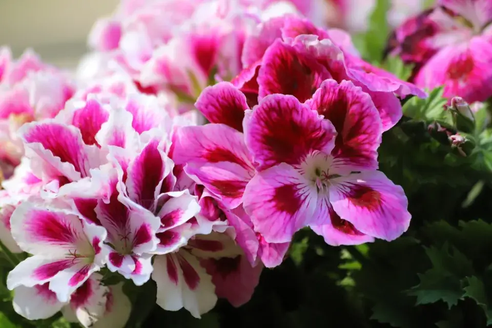 Pelargonie na balkóně a krása jejich květů