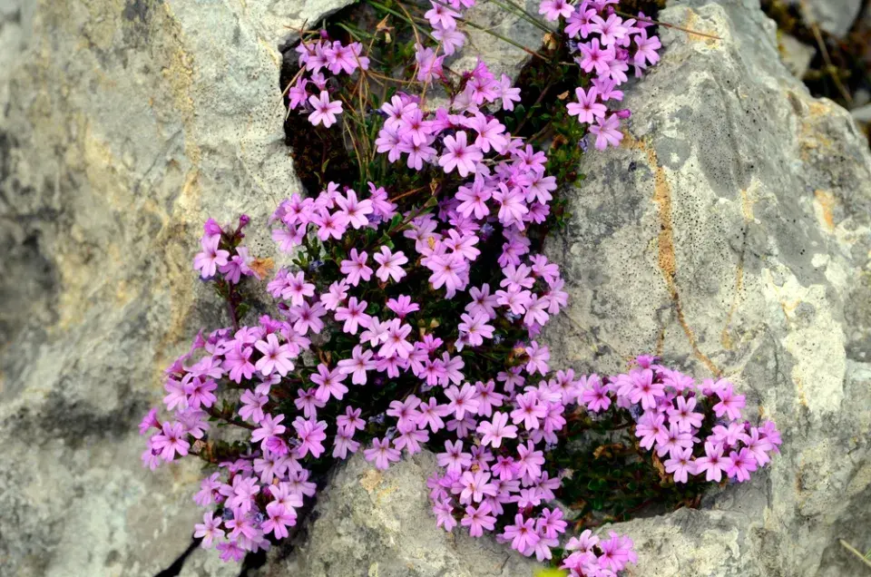Nemléč alpský (Erinus alpinus) 