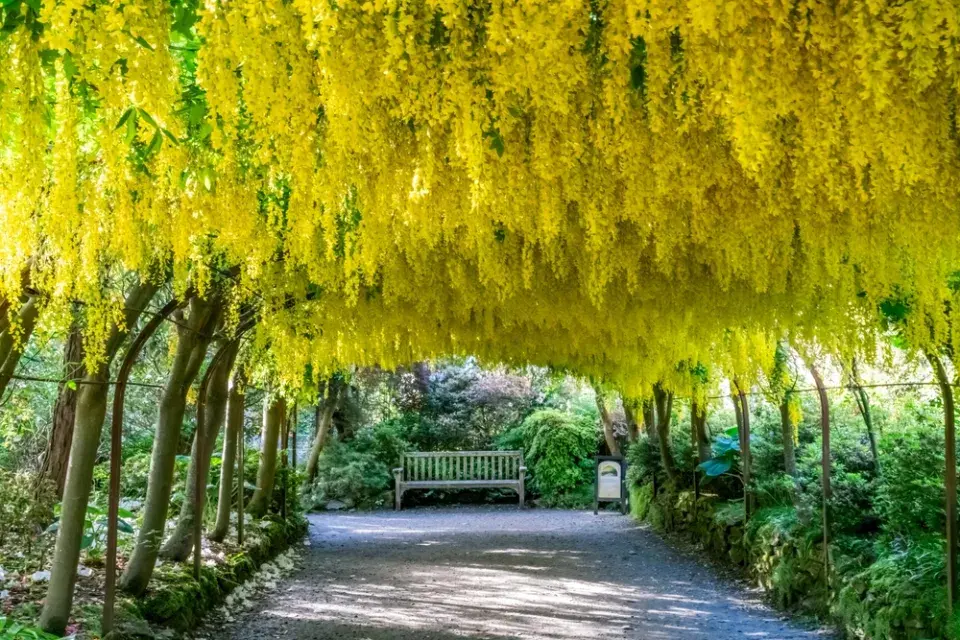 Štědřenec odvislý (Laburnum anagyroides)