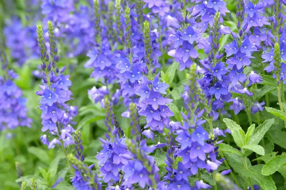 Rozrazil rakouský (Veronica austriaca)