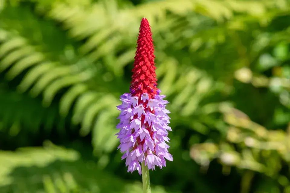 Prvosenka vstavačokvětá (Primula vialii)