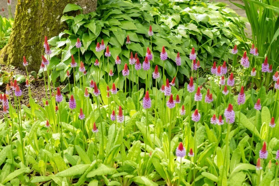 Prvosenka vstavačokvětá (Primula vialii)