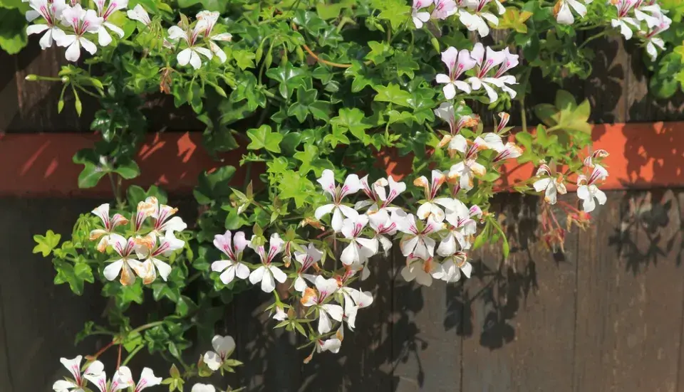 Pelargonie na balkóně a krása jejich květů