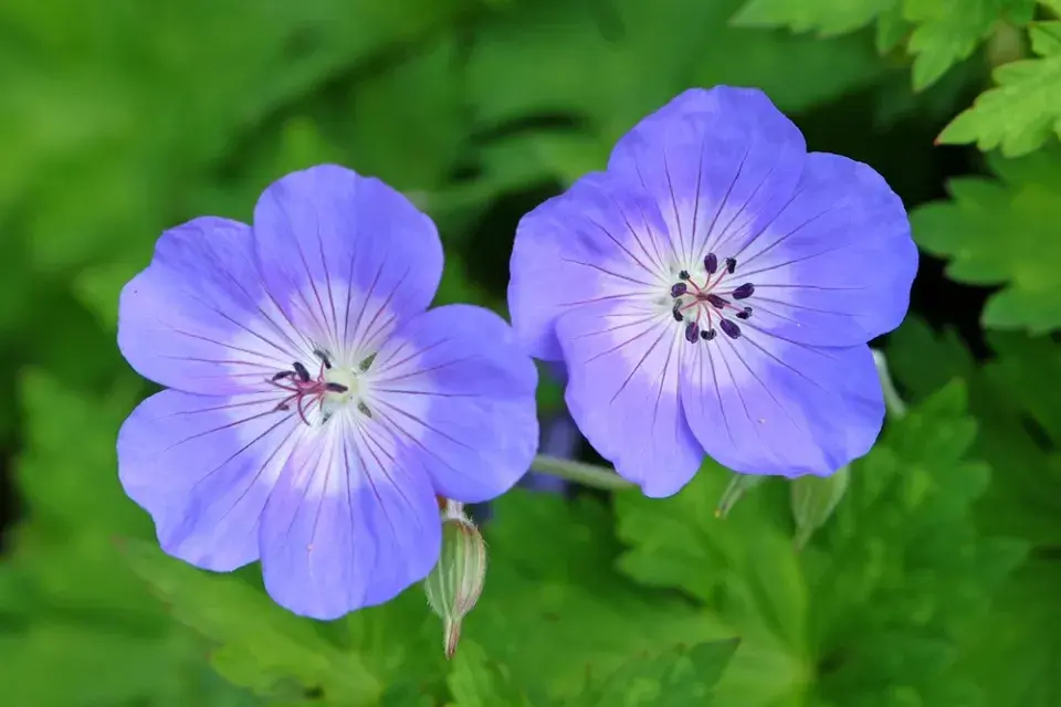Kakost 'Rozanne' (Geranium 'Rozanne') 