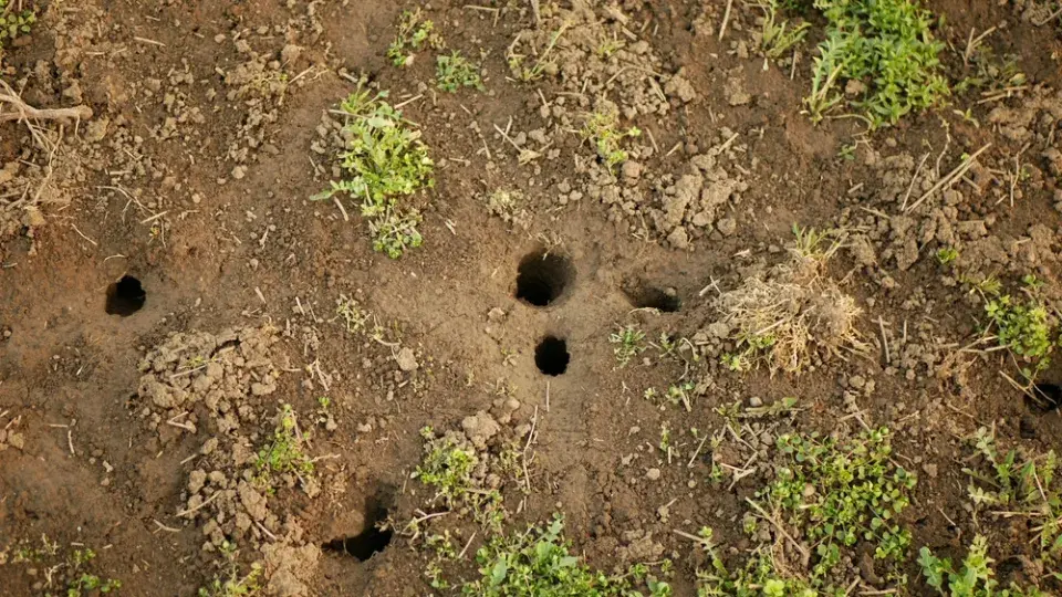 Hraboš polní (Microtus arvalis) 