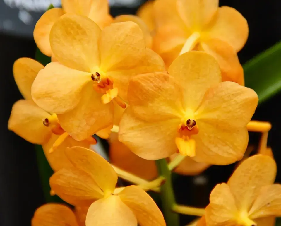 Neobvyklé orchideje, které vás překvapí vzhledem i vůní