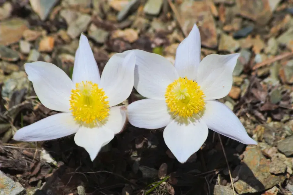 Koniklec jarní (Pulsatilla vernalis)