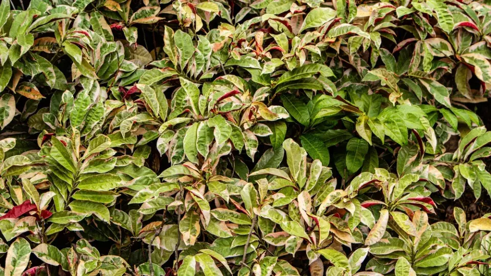 Leukotoe