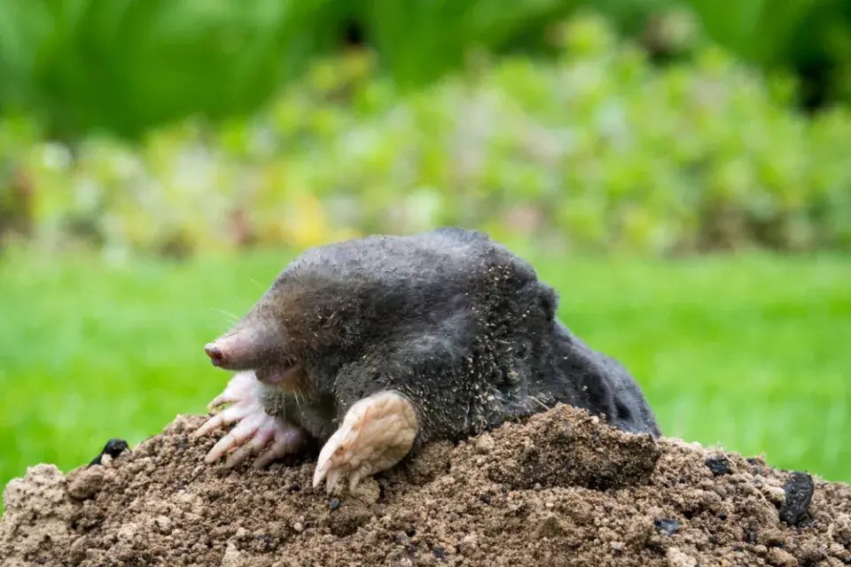 Přehled škůdců, které můžete objevit na zahradách