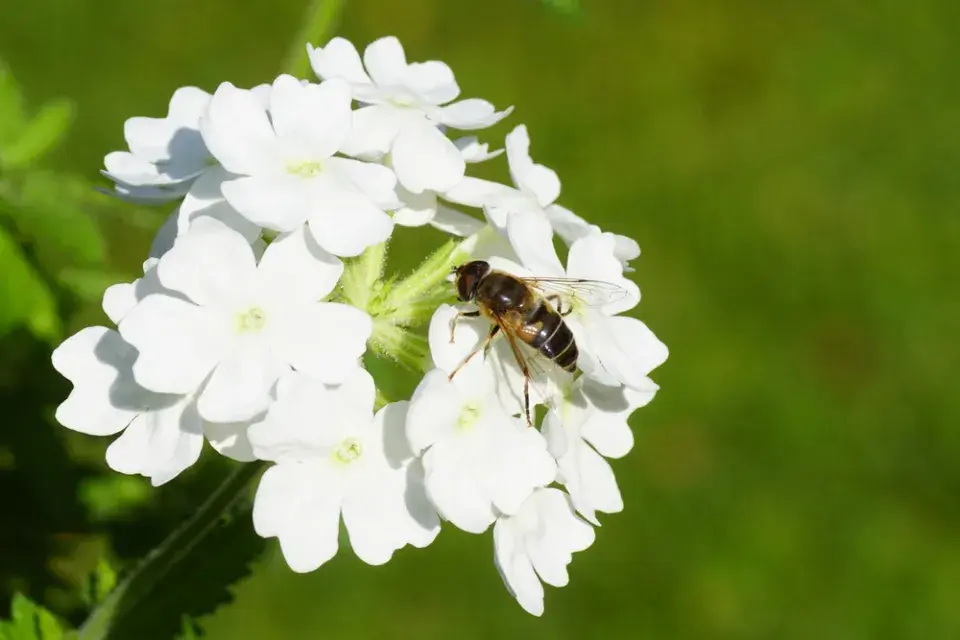 verbena