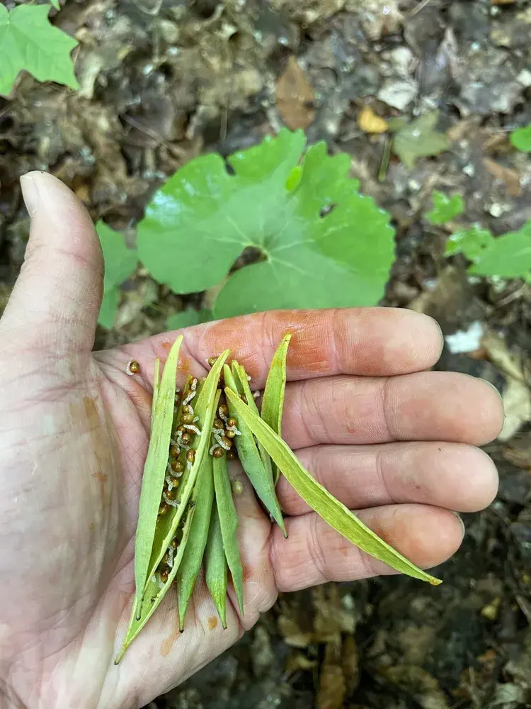 Krevnice, krvavěnka kanadská (Sanguinaria canadensis) 