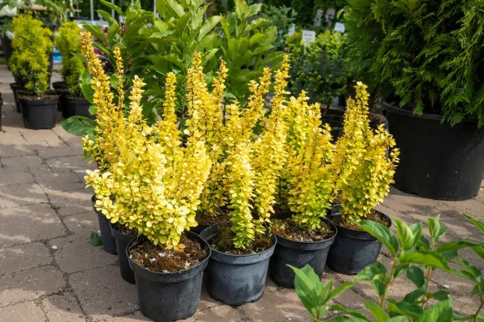 Dřišťál neboli Berberis