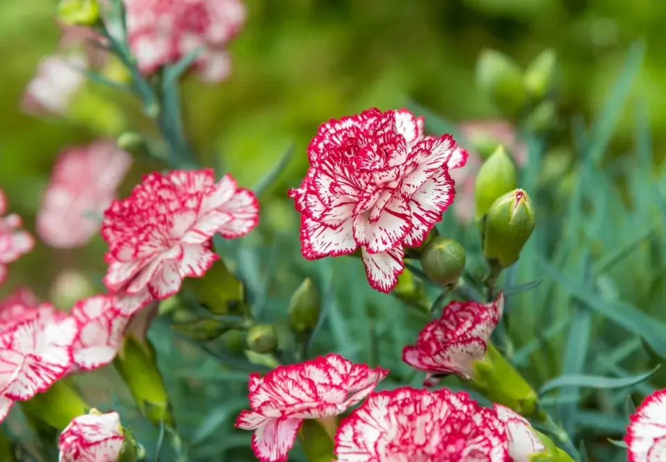 Karafiát (Dianthus)