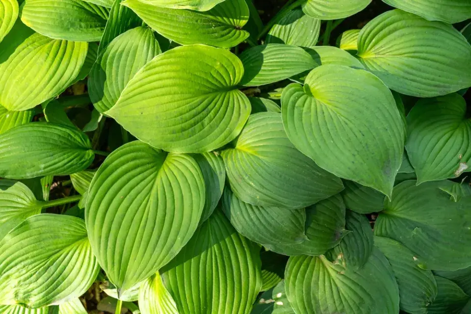 Hosta je okrasná nejen svými listy