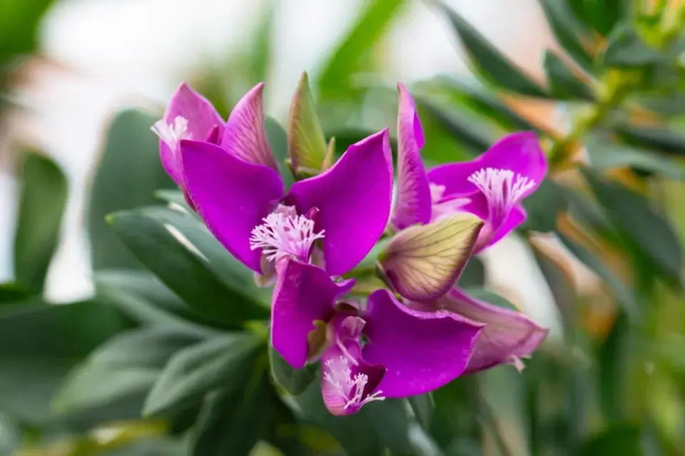Vítod myrtolistý (Polygala myrtifolia) 