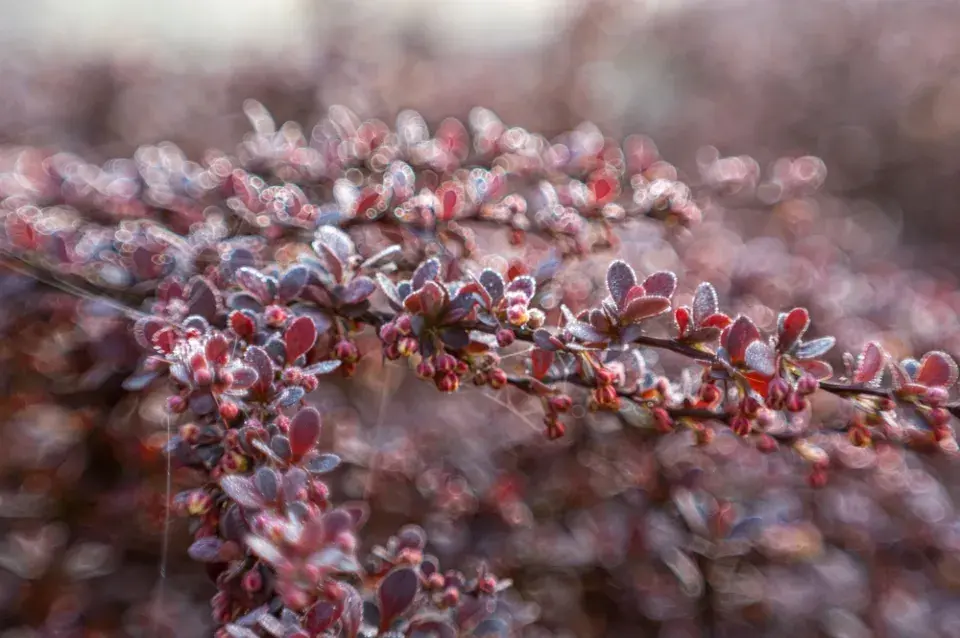 Dřišťál kultivar ´Atropurpurea´
