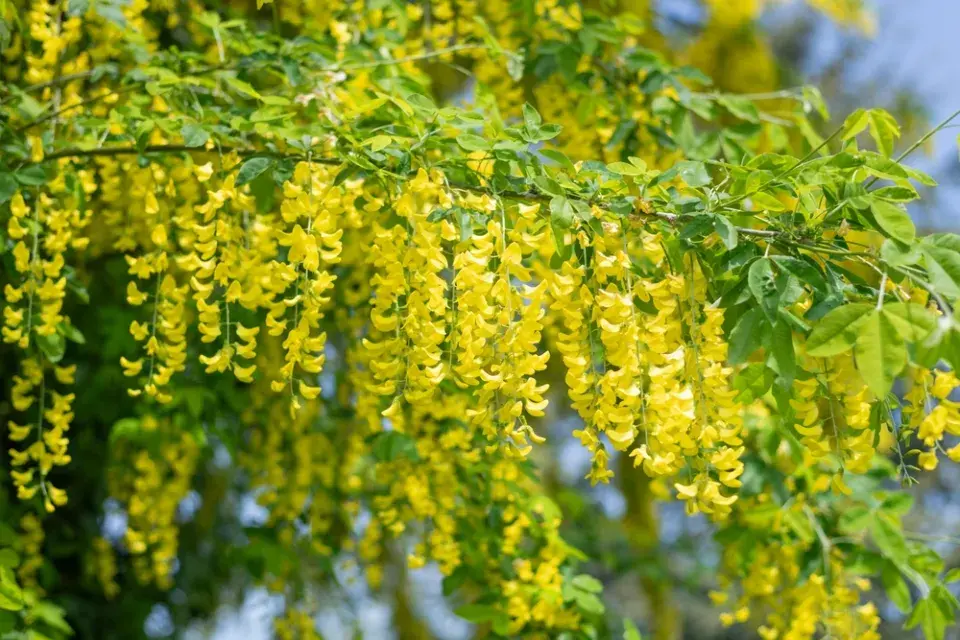 Štědřenec odvislý (Laburnum anagyroides)