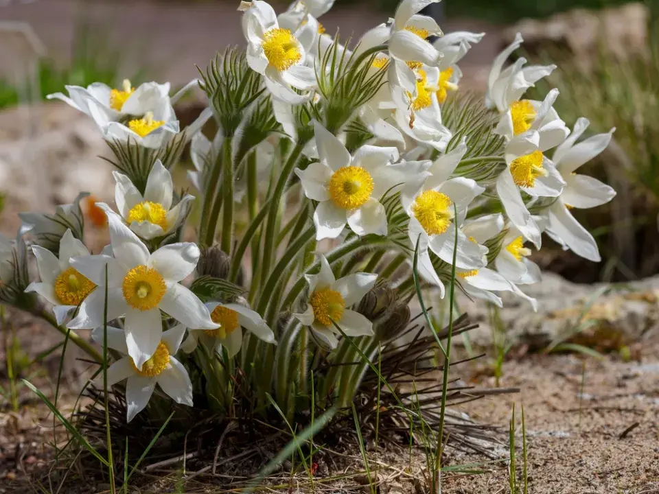 Koniklec jarní (Pulsatilla vernalis)