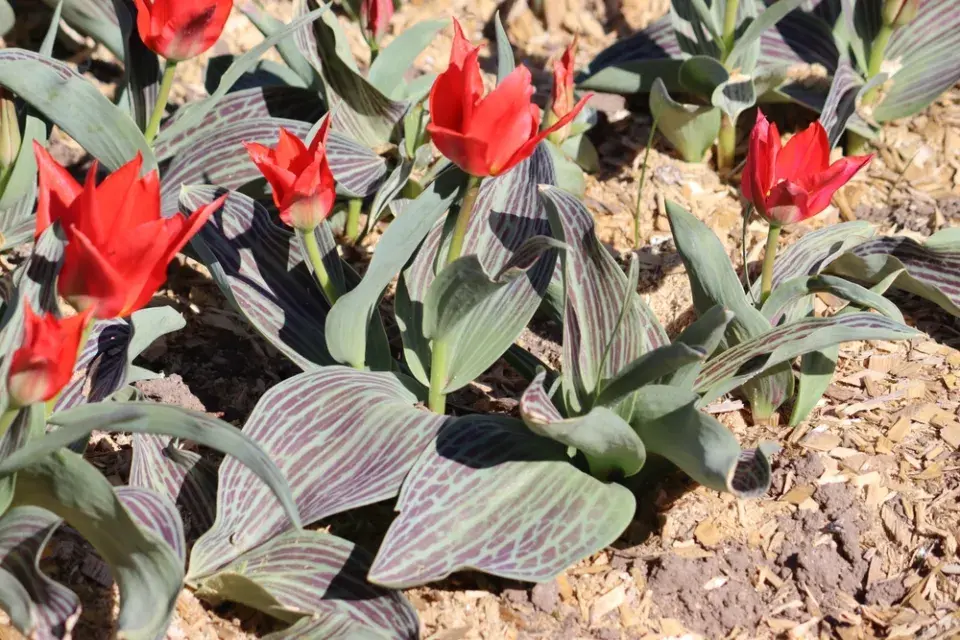 Tulipány po odkvětu
