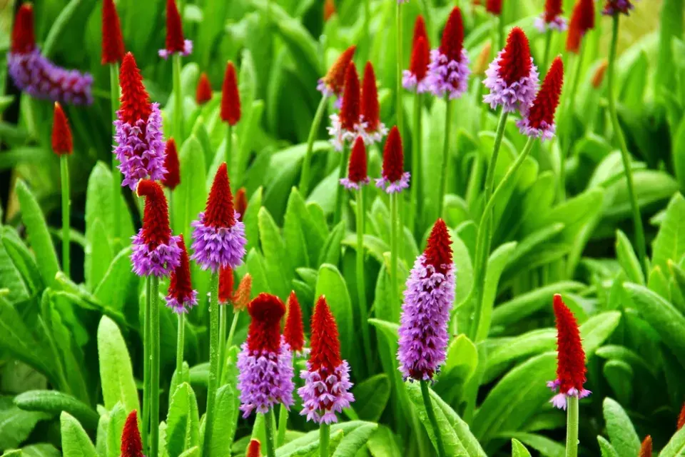 Prvosenka vstavačokvětá (Primula vialii)
