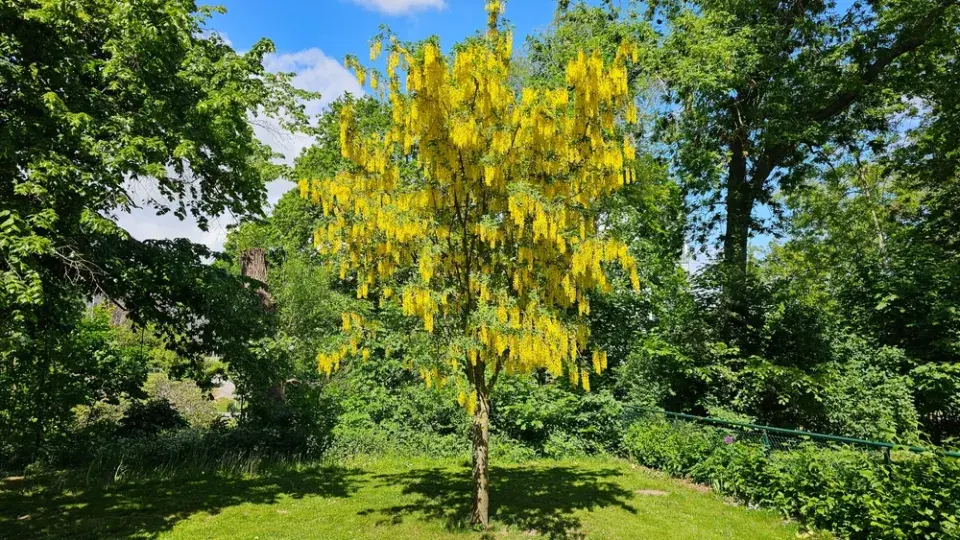 Štědřenec odvislý (Laburnum anagyroides)