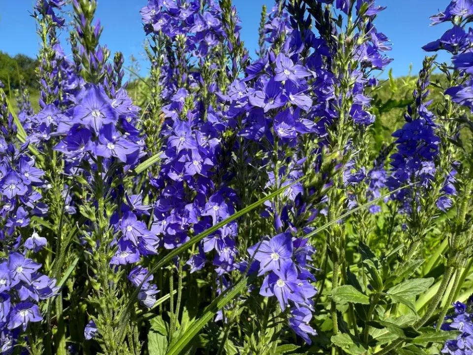 Rozrazil rakouský (Veronica austriaca)